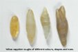 Yellow Sapphires rough