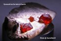 Red Spessartite Garnet in Quartz